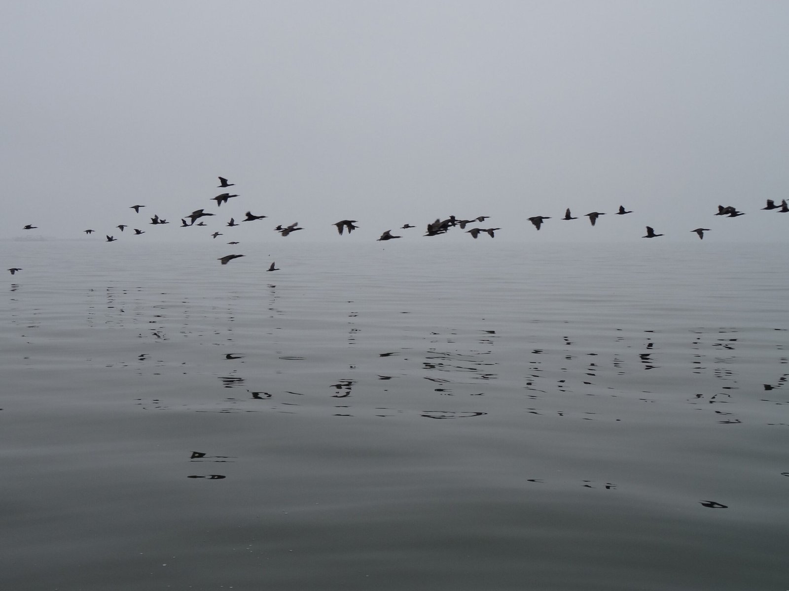flight of cormorants over the sea in Namibia, Walvis Bay