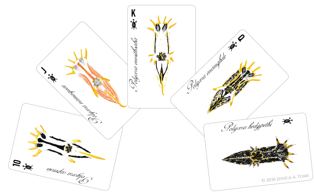 cards + watermark