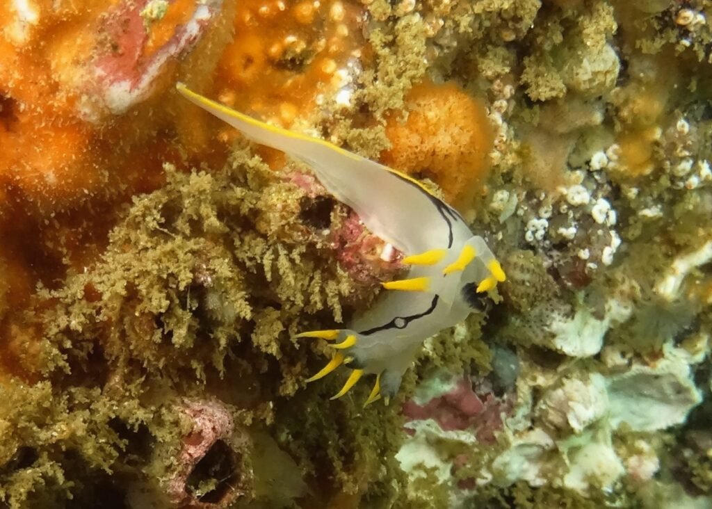 polycera enesithsaba jessica toms