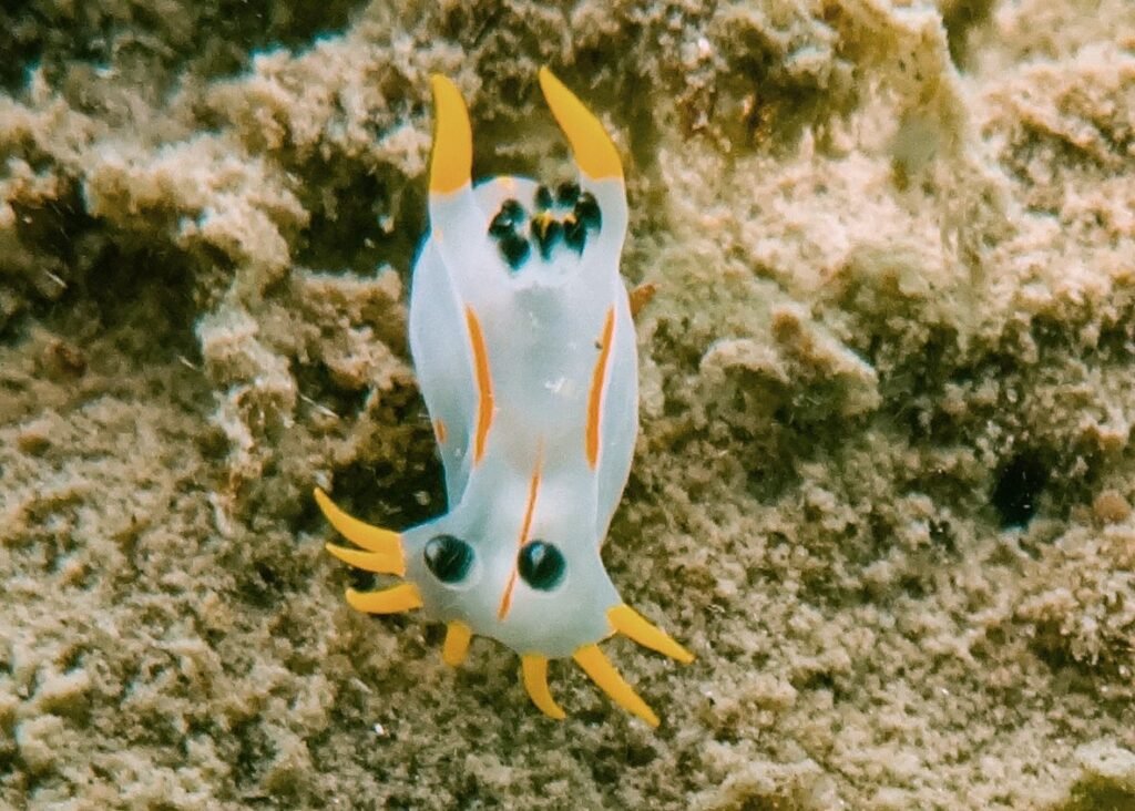 polycera namaquae jessica toms